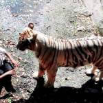 Here’s why you can’t blame the White Tiger in the Delhi Zoo Case – Truth Revealed!!!